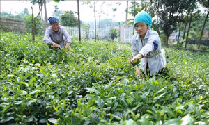 Gắn kết sản xuất với đầu ra ổn định cho sản phẩm nông sản