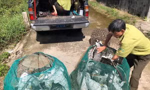Xử lý nghiêm tình trạng 'tận diệt' chim hoang dã
