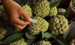Định danh nông sản địa phương, mở đường xuất khẩu chính ngạch