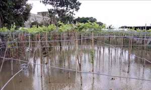 Mưa to, lũ lụt gây nhiều thiệt hại cho người dân Ninh Thuận