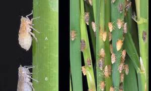 Chủ động phòng trừ sâu bệnh hại lúa Xuân