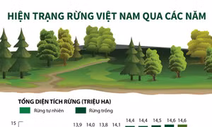 Hiện trạng rừng Việt Nam qua các năm