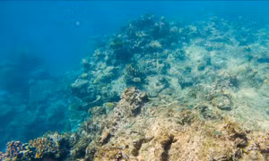 Rạn san hô ở ngoài khơi bang Queensland, Australia. Ảnh: THX/TTXVN