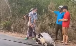Tiêu hủy 10 con đà điểu bị rơi trên đường
