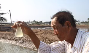 Người nuôi artemia gặp khó do thời tiết bất lợi