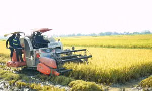 Gần 1.900 ha lúa không kết hạt, người dân Nghệ An đứng ngồi không yên