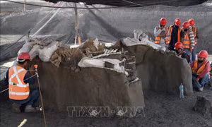 Phát hiện nghĩa địa voi ma mút khổng lồ