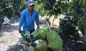 Việt Nam - Trung Quốc ký Nghị định thư về xuất khẩu mít tươi 