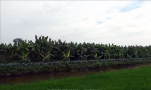 U Minh Thượng phát triển nông nghiệp theo hướng hữu cơ