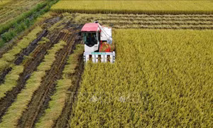 Đề án 1 triệu ha chuyên canh lúa chất lượng cao, phát thải thấp - Bài cuối: Mở rộng quy mô sản xuất