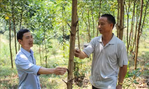 Nông dân miền núi Thanh Hóa thoát nghèo nhờ phát triển kinh tế rừng