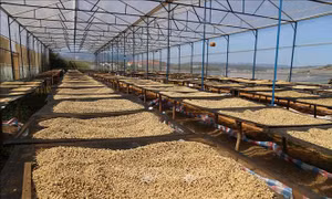 Giá cà phê có xu hướng tăng
