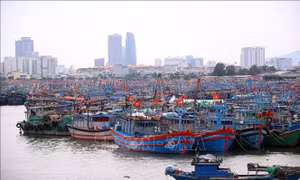 Đà Nẵng cấm đường lên bán đảo Sơn Trà, nhiều sân bay ngừng tiếp nhận máy bay