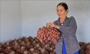 Bảo đảm nguồn hàng dồi dào phục vụ thị trường Tết