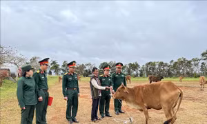 Tặng trâu, bò giống cho hộ nghèo ở Đắk Nông