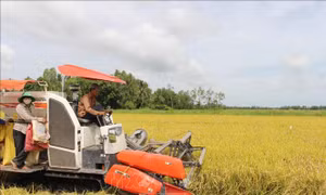 Đẩy mạnh thực hiện cánh đồng lớn gắn với bao tiêu lúa gạo