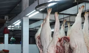 Thịt lợn nhiễm sán gạo tại Bảo Thắng (Lào Cai) là tin thất thiệt
