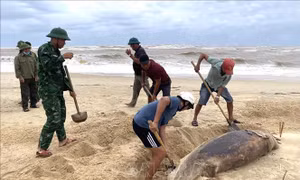 Xác cá heo nặng 150 kg trôi dạt vào bờ biển Nhật Lệ