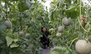 Thu lãi hàng trăm triệu nhờ 'canh' dưa lưới chín đúng dịp Tết 