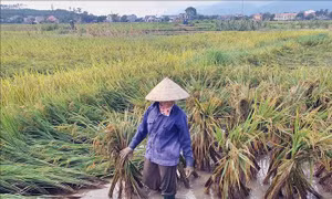 Xót xa lúa chín bị ngập nước nảy mầm tại ruộng