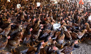 Xuất hiện dịch cúm gia cầm H5N6 tại Bắc Kạn