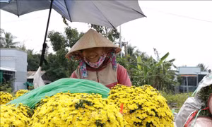 Tất bật cây cảnh phục vụ Tết