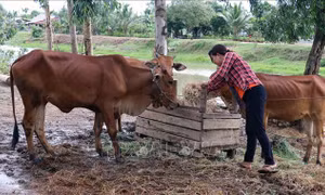 Nuôi bò theo phương thức 'vết dầu loang'