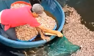Điều tra vụ hồ tôm của người dân ở Quảng Trị nghi bị đầu độc