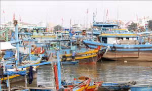 Giải tỏa lệnh cấm biển, ngư dân Lâm Đồng vươn khơi khai thác thủy sản
