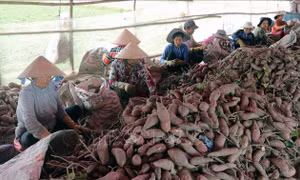 Khoai lang, tổ yến Việt Nam được xuất khẩu chính ngạch sang Trung Quốc