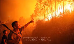 Cháy lớn tại khu rừng trồng bạch đàn ở Tam Đảo