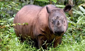 Tê giác Sumatra tuyệt chủng tại Malaysia