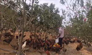 Hải Dương kết nối tiêu thụ gà đồi Chí Linh