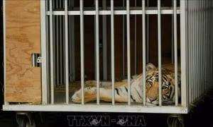 Phát hiện một gia đình nuôi hổ Bengal trong nhà
