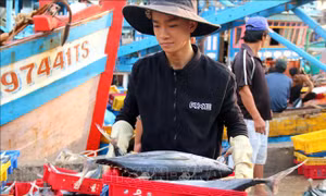 Giá xăng giảm sâu tiếp sức cho ngư dân vươn khơi, bám biển