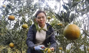 Trái ngọt trên núi đá được mùa, được giá