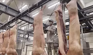 Cục Thú y: Lào tạm ngừng nhập khẩu thịt lợn của Việt Nam không ảnh hưởng lớn đến tiêu thụ thịt lợn