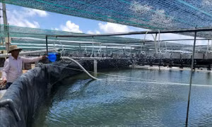 Để sản xuất tôm trở thành ngành kinh tế mũi nhọn