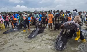 Hàng chục con cá voi chết do mắc cạn tại Indonesia