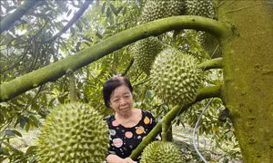 Sản xuất sầu riêng nghịch vụ 'né' mặn, lợi nhuận gấp 2-3 lần