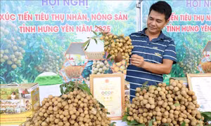 Hưng Yên siết quản lý nguồn thu từ thương mại điện tử và nền tảng số