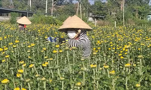 Người trồng hoa Tết lo lắng khi sức tiêu thụ chậm