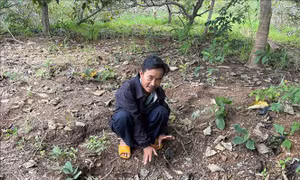 Lâm Đồng: Cảnh báo người dân phòng tránh voi rừng xuất hiện trên địa bàn