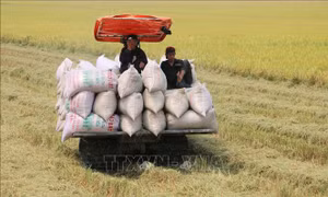 Thủ tướng Chính phủ yêu cầu bảo đảm tiêu thụ lúa hàng hóa cho nông dân