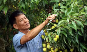 Cam kết hỗ trợ người dân, doanh nghiệp ký kết tiêu thụ vải lai chín sớm