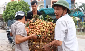 Thanh Hà vào mùa thu hoạch rộ vải sớm