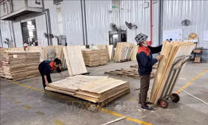 Kinh tế Việt Nam qua góc nhìn quốc tế: Nâng cao sức chống chịu trước thiên tai