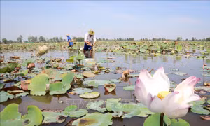 Trồng sen đem lại hiệu quả kinh tế cao ở vùng Đồng Tháp Mười