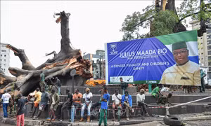 Cây cổ thụ mang tính biểu tượng hàng thế kỷ của Sierra Leone bị đổ