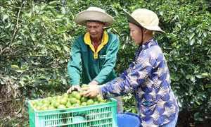 Liên kết trồng chanh không hạt xuất khẩu lãi hơn 400 triệu đồng/ha/năm